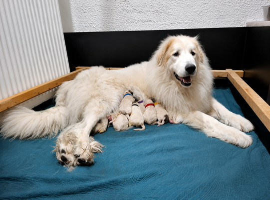 Chiots Montagne des Pyrénées (Patous) à réserver / disponibles